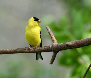 American Goldfinch