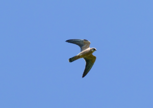 Female Red-footed Falcon