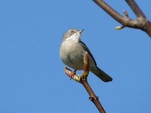 whitethroat