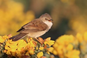 Whitethroat