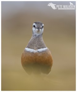 Dotterel