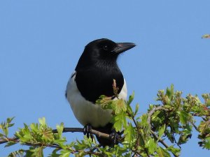 magpie