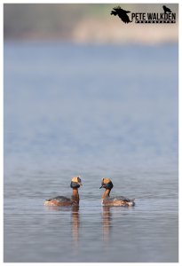 Slavonian Grebes