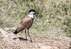 Spur-winged Lapwing