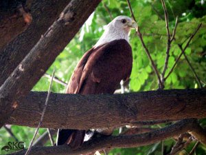 Brahminy Kite