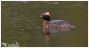 Slavonian Grebe