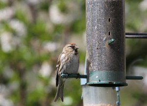 Common Redpoll