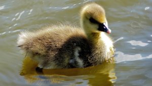 Graylag Goose Chick