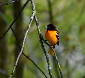 Backyard Baltimore Oriole