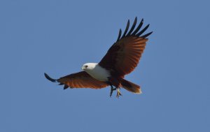 Brahminy Kite