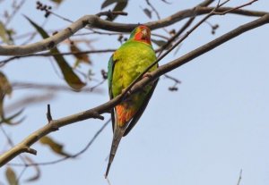 Aussie Parrots Rarity #1