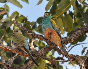 Aussie Parrot rarity #2