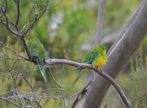 Aussie Parrots Rarity #3