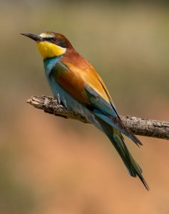 European Bee Eater