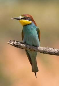 European Bee Eater