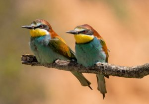 European Bee Eaters