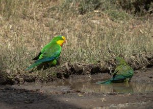 Pretty Aussie Parrots #1