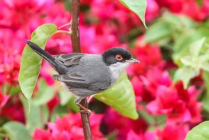 Sardinian Warbler