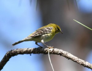 A Florida Pine Warbler