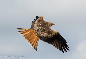 Red Kite