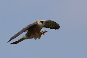 Female Red-footed falcon