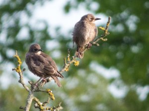 Pair of juvenile starlings