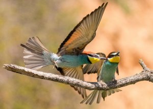 European Bee Eaters