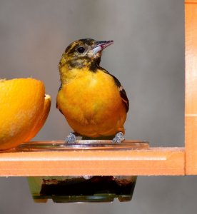 Todays Oriole shot