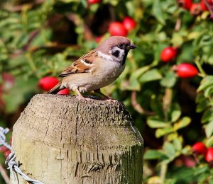 Tree Sparrow