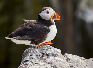 Puffin