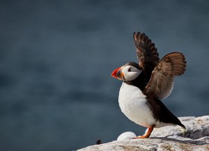 Puffin