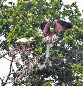 Osprey shows Ibis how to clean moss out of a tree