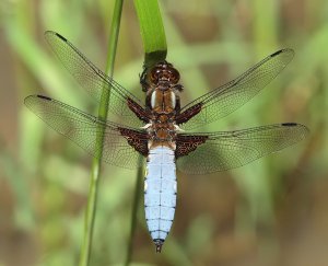 Broad-bodied Chaser