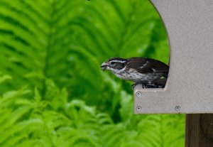 female Rose-breasted Grosbeak