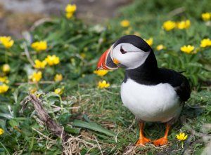 Atlantic Puffin