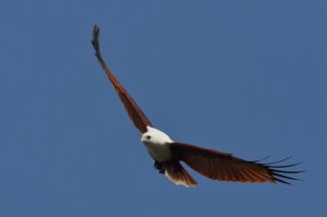 Brahminy Kite