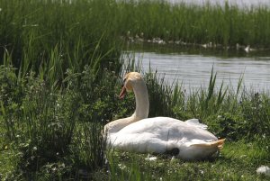 Blooded Swan