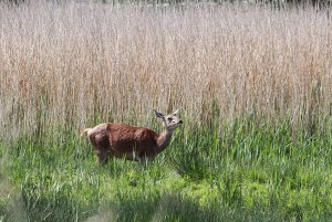 Female Red Deer