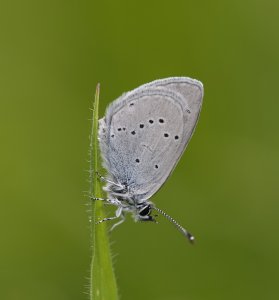 Small Blue