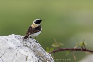 Eastern Black-eared Wheatear