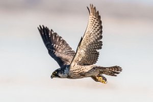 Peregrine in flight