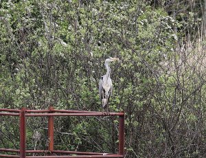 Grey Heron