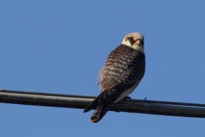 Red-footed Falcon