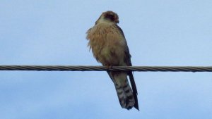 Red-footed Falcon