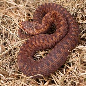 Young Adder