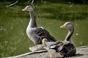 Graylag Geese and Chick