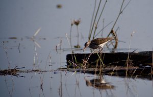 Spotted Sandpiper