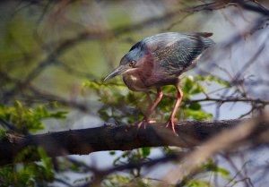 Green Heron