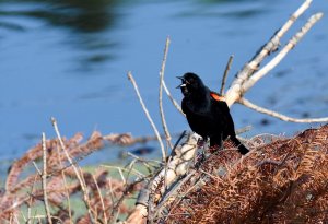 Red-winged Blackbird