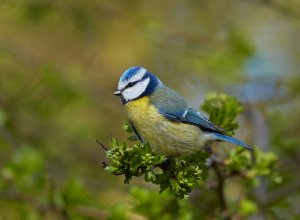 Spring Blue Tit